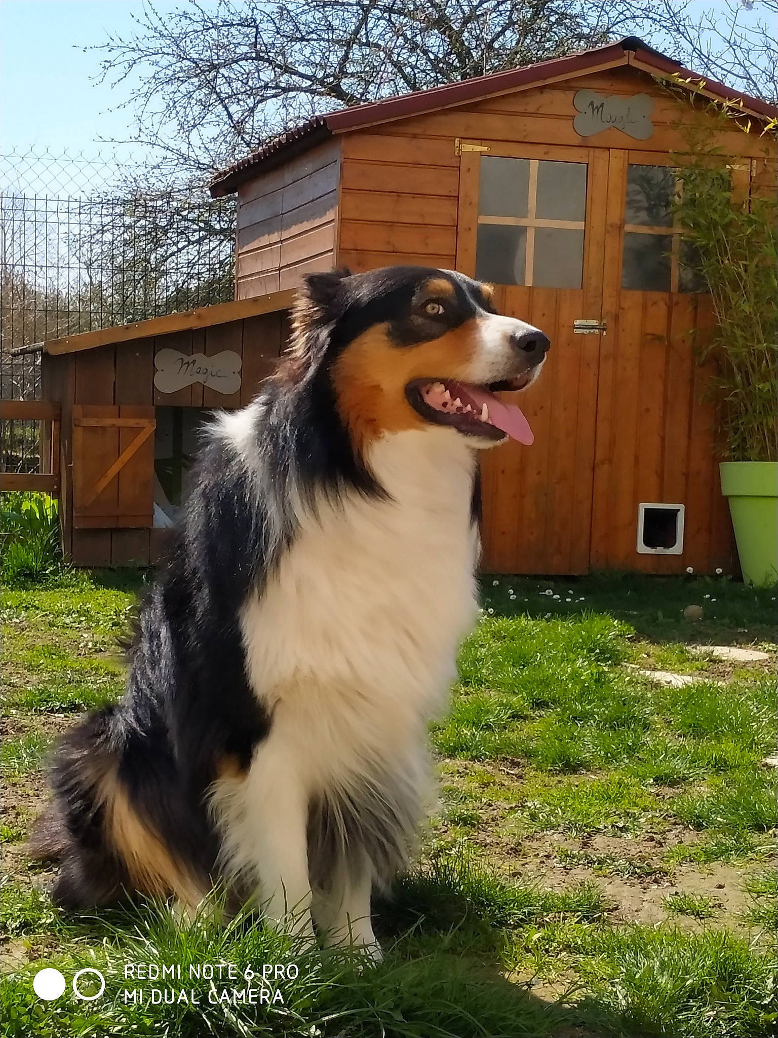 Magic a rejoint le concours — aidez-le/la à gagner de superbes lots ! australian_collie, australian_shepherd, bernese_mountain_dog, border_collie, canidae, carnivore, collie, companion_dog, dog, dog_breed, english_shepherd, herding_dog, mammal, miniature_australian_shepherd, rough_collie, scotch_collie, shetland_sheepdog, vertebrate