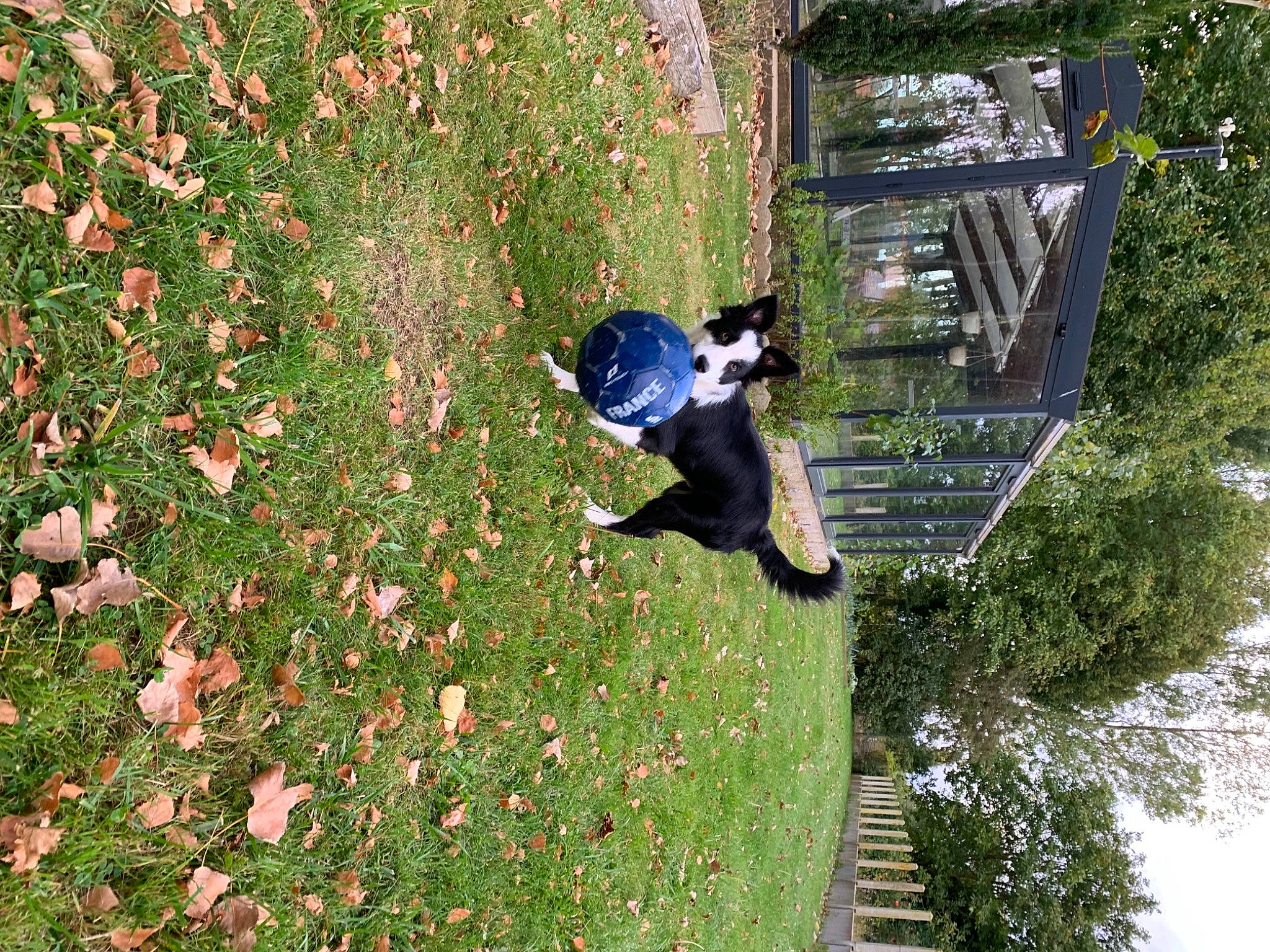 Rocco participe au concours pour gagner de l'argent avec cette photo : canidae, grass, non_sporting_group, plant, sporting_group, tree