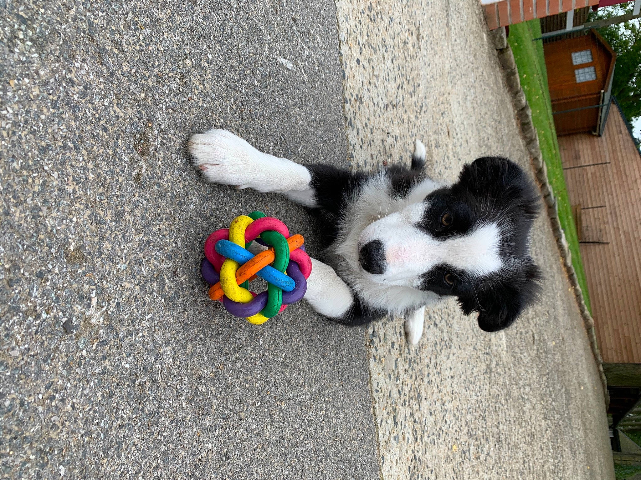 Rocco a rejoint le concours — aidez-le/la à gagner de superbes lots ! border_collie, canidae, carnivore, dog, dog_breed, mammal, puppy, siberian_husky, sporting_group, tail, vertebrate