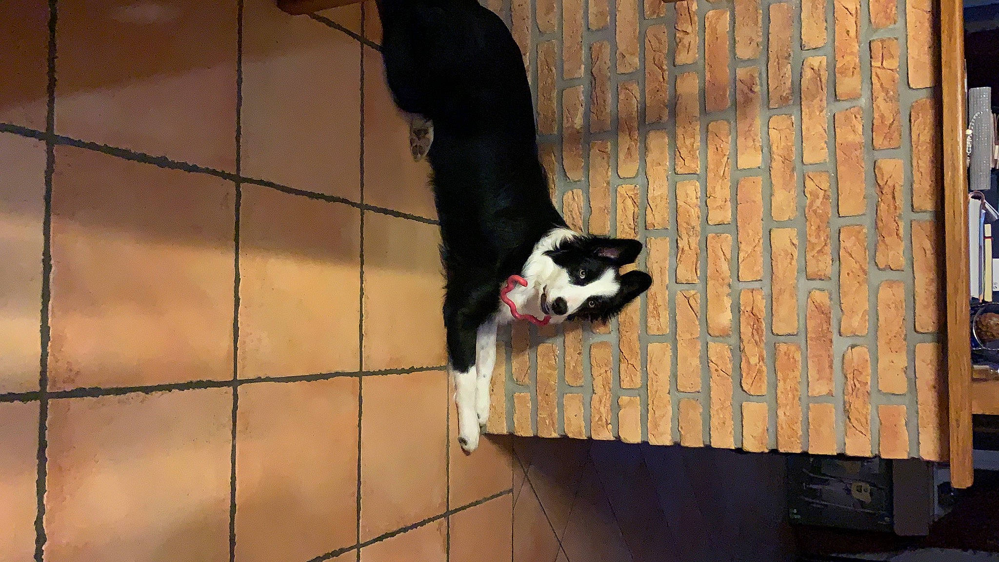 Rocco participe au concours pour gagner de l'argent avec cette photo : animal_shelter, border_collie, canidae, carnivore, dog_breed, snout, sporting_group, tail