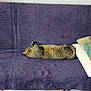 cat, tabby, couch, purple, furniture, indoor, relaxed, sleeping, pet, animal, feline, floral_pillow, texture, home, resting, cozy, domestic, comfort, laying_down, striped