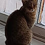 cat, tabby_cat, indoor, tiled_floor, glass_door, curtains, pet, animal, feline, sitting, looking, brown_fur, window, home_interior, domestic_animal, quiet, calm, daylight, floor, reflection