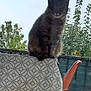 cat, tabby_cat, animal, pet, outdoor, table, tablecloth, chair, orange_chair, furniture, greenery, plants, sky, daytime, pattern, sitting, cute, fur, whiskers, relaxing