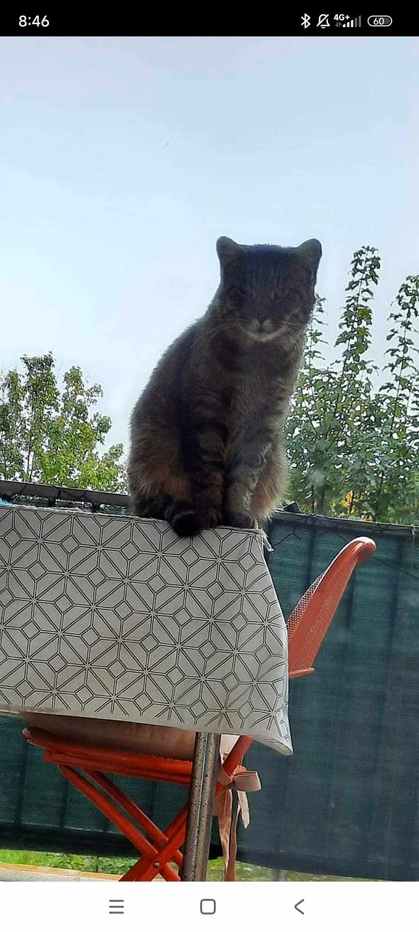 Mousse