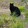 Nini participe au concours pour gagner de l'argent avec cette photo : black_cat, cat, grass, plant, outdoor, nature, greenery, animal, feline, sitting, ground, leaf, shrub, wildlife, pet, mammal, quiet, calm, daylight, environment