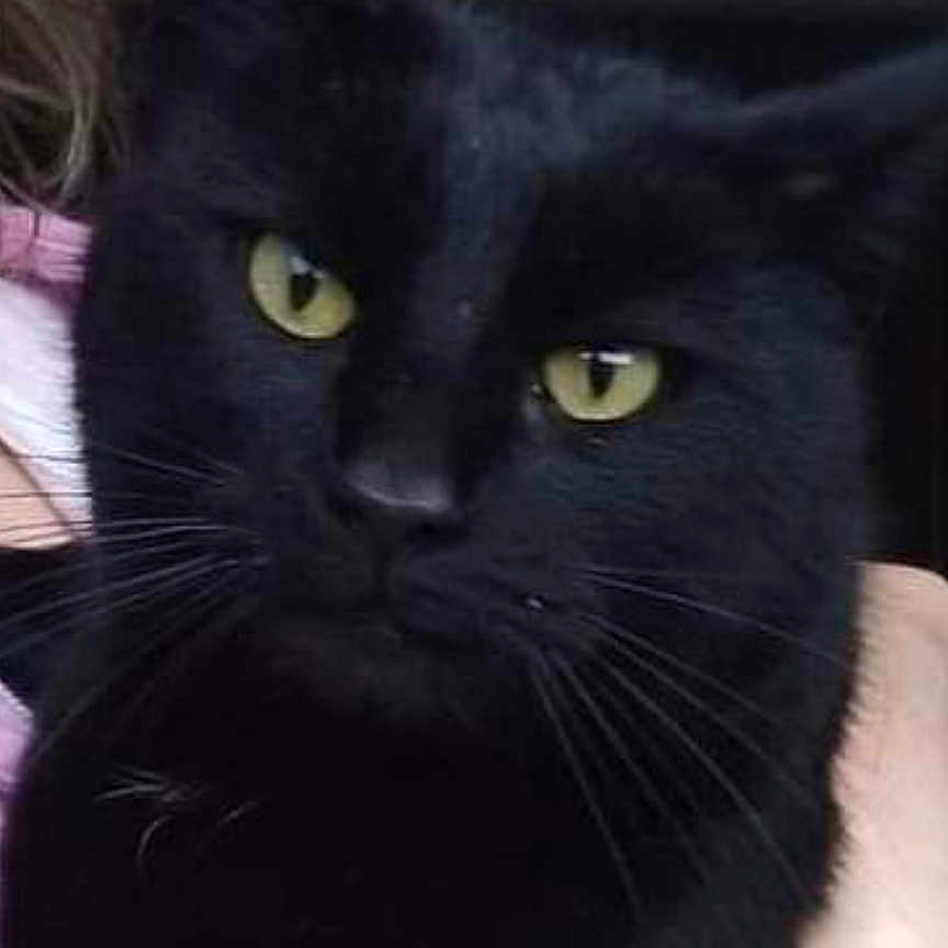 Nini participe au concours pour gagner de l'argent avec cette photo : animal, black_cat, cat, close_up, cute, domestic_cat, eye_contact, face, feline, fur, hand, indoor, looking, mammal, pet, pet_owner, portrait, soft_light, whiskers, yellow_eyes