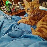 Tigrou a rejoint le concours — aidez-le/la à gagner de superbes lots ! cat, orange_tabby, pet, indoor, blue_blanket, bedroom, furniture, plant, water_bottle, fan, photograph_frame, stuffed_toy, wooden_table, relaxed, fur, whiskers, domestic_animal, cozy, resting, curious