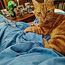 cat, orange_tabby, pet, indoor, blue_blanket, bedroom, furniture, plant, water_bottle, fan, photograph_frame, stuffed_toy, wooden_table, relaxed, fur, whiskers, domestic_animal, cozy, resting, curious