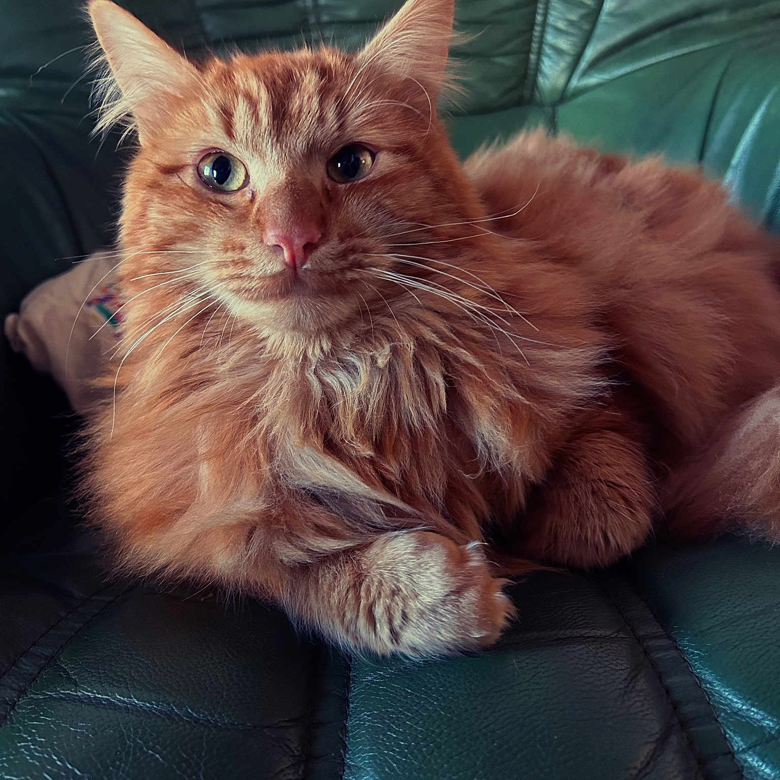 Simba participe au concours pour gagner de l'argent avec cette photo : animal, cat, close_up, comfort, cute, ears, eyes, feline, fluffy, fur, green_couch, indoor, nose, orange_cat, paw, pet, portrait, relaxed, sitting, whiskers