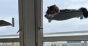Asmar a rejoint le concours — aidez-le/la à gagner de superbes lots ! cat, window, hammock, urban, cityscape, cloudy_sky, pet, fluffy, relaxed, indoor, daylight, glass, building, balcony, resting, feline, domestic_animal, window_sill, apartment, curious