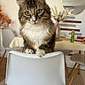 Asmar participe au concours pour gagner de l'argent avec cette photo : cat, tabby_cat, indoor, chair, furniture, dining_table, vase, flowers, mirror, decor, wooden_floor, curious, pet, animal, white_chair, green_eyes, fur, paws, cozy, home