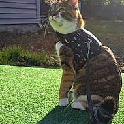 Lola is registered to the contest to win money with this photo: