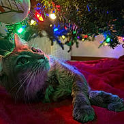 Loki joined the competition — help win amazing prizes! cat, christmas_tree, holiday_lights, red_blanket, decorations, festive, indoor, pet, feline, colorful_lights, close_up, whiskers, cozy, relaxed, fur, ornament, celebration, soft_lighting, animal, bedroom