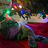 cat, christmas_tree, holiday_lights, red_blanket, decorations, festive, indoor, pet, feline, colorful_lights, close_up, whiskers, cozy, relaxed, fur, ornament, celebration, soft_lighting, animal, bedroom
