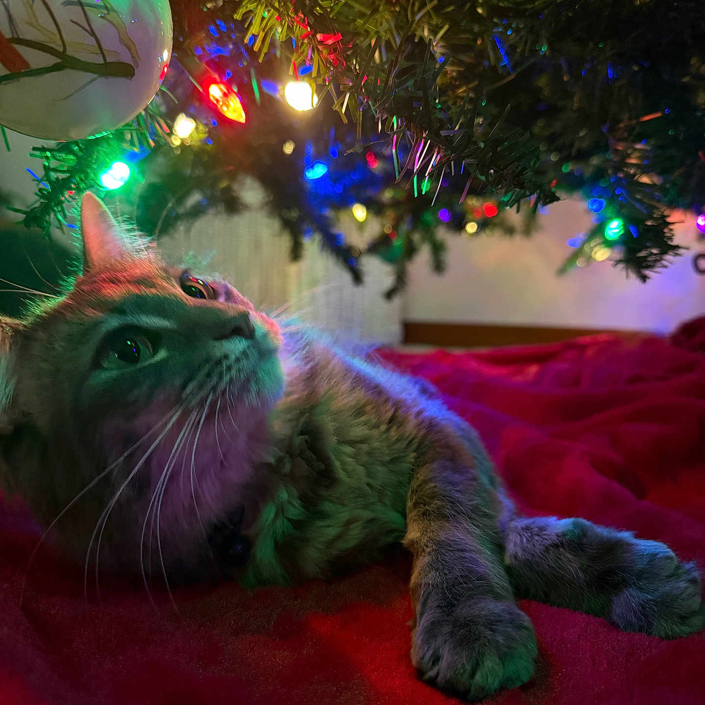 Loki joined the competition — help win amazing prizes! cat, christmas_tree, holiday_lights, red_blanket, decorations, festive, indoor, pet, feline, colorful_lights, close_up, whiskers, cozy, relaxed, fur, ornament, celebration, soft_lighting, animal, bedroom
