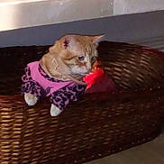 Garfied participe au concours pour gagner de l'argent avec cette photo : canidae, carnivore, cat, fawn, felidae, kitten, small_to_medium_sized_cats, whiskers