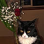 cat, black_and_white, yellow_eyes, rose, red_rose, baby's_breath, flowers, vase, indoor, window, table, plant, pet, feline, close_up, whiskers, fur, domestic_animal, still_life, portrait