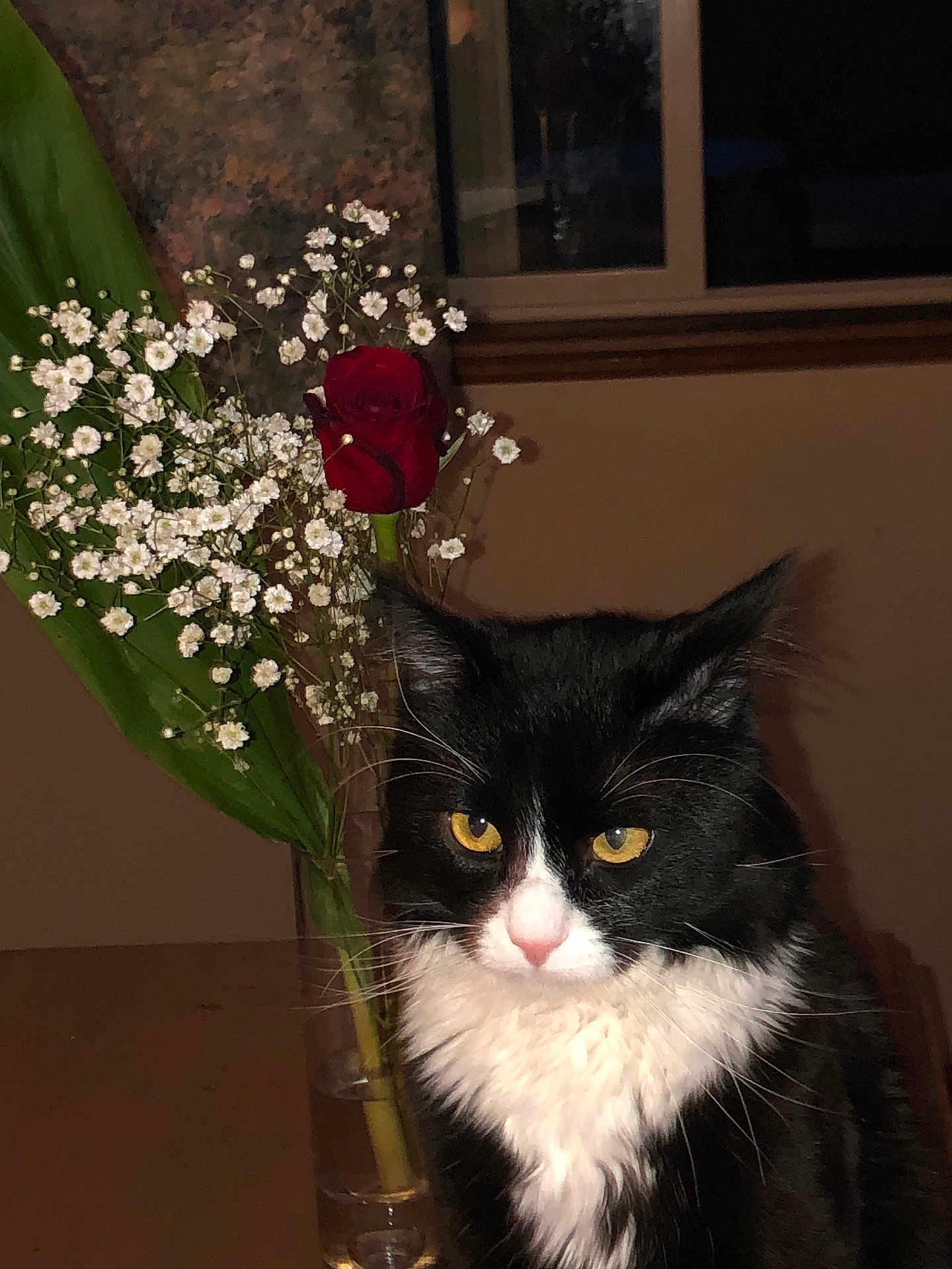 Catzanova joined the competition — help win amazing prizes! cat, black_and_white, yellow_eyes, rose, red_rose, baby's_breath, flowers, vase, indoor, window, table, plant, pet, feline, close_up, whiskers, fur, domestic_animal, still_life, portrait