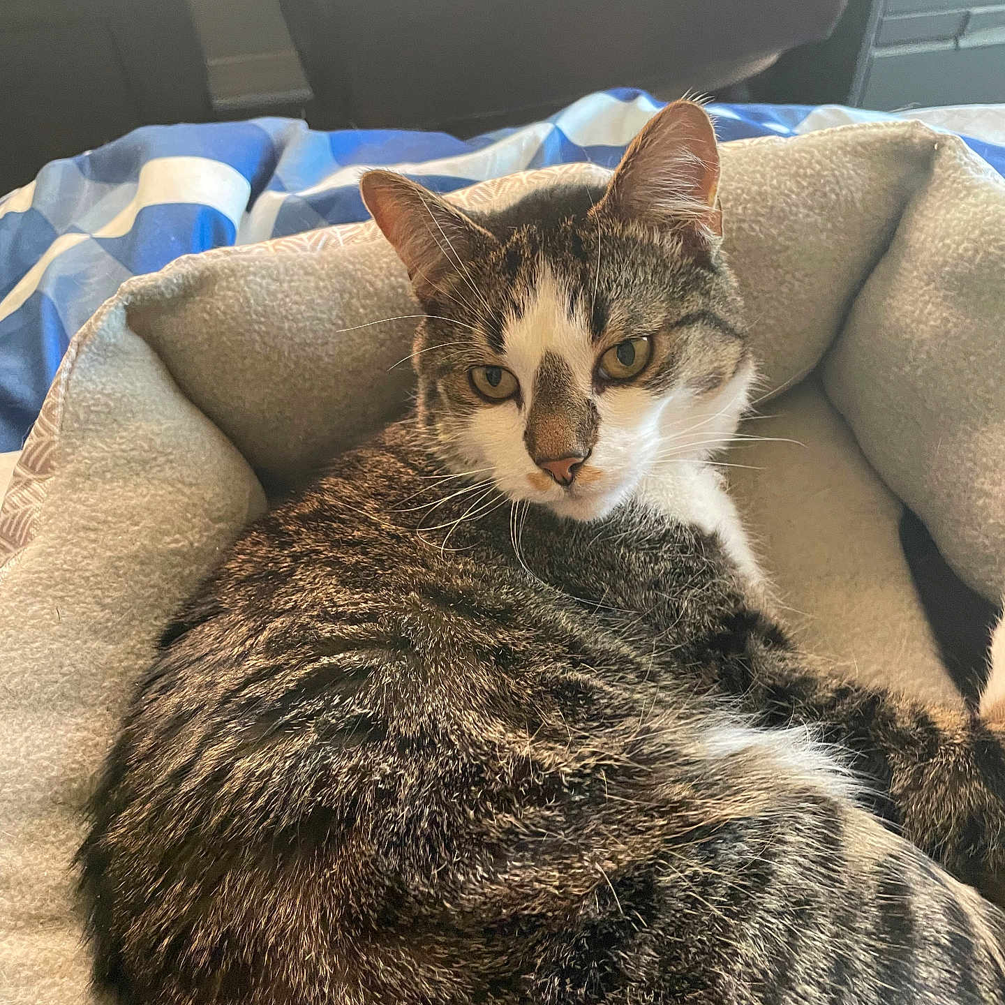 Binx is registered to the contest to win money with this photo: abyssinian, animal, bed, blanket, cat, couch, cushion, furniture, homedecor, kitten, manx, person, pet, sleeping