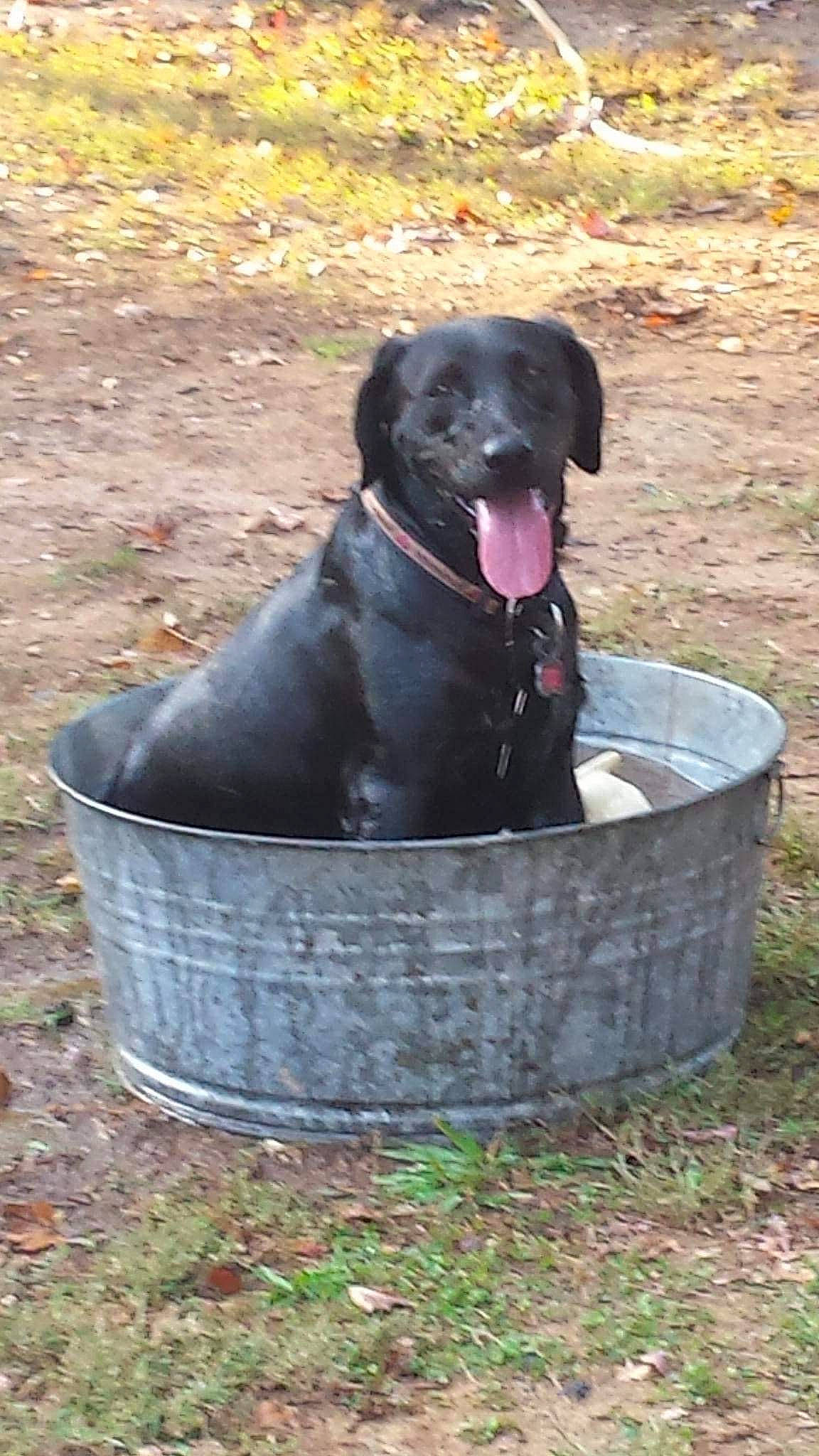 Beretta is registered to the contest to win money with this photo: borador, canidae, carnivore, collar, companion_dog, dog, dog_breed, dog_collar, grass, guard_dog, gun_dog, labrador_retriever, pet_supply, plant, retriever, snout, sporting_group, tail, terrestrial_animal, working_animal