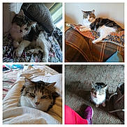 Lucky joined the competition — help win amazing prizes! animal, bed, black_white, blanket, calico, carpet, cat, cats, collage, couch, feline, fluffy, indoor, long_hair, lounging, pet, portrait, reclining, sitting, tabby