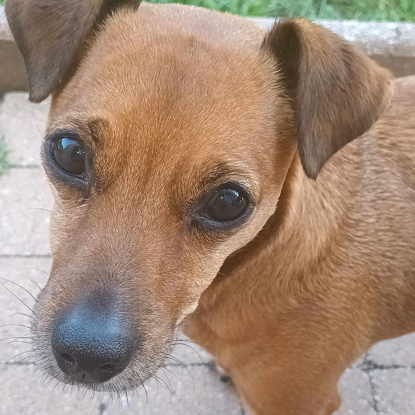 Mia a rejoint le concours — aidez-le/la à gagner de superbes lots ! animal, black_nose, brown_dog, canine, close_up, curious, daylight, dog, ears, expression, face, fur, grass, nature, outdoor, pathway, pet, portrait, snout, whiskers
