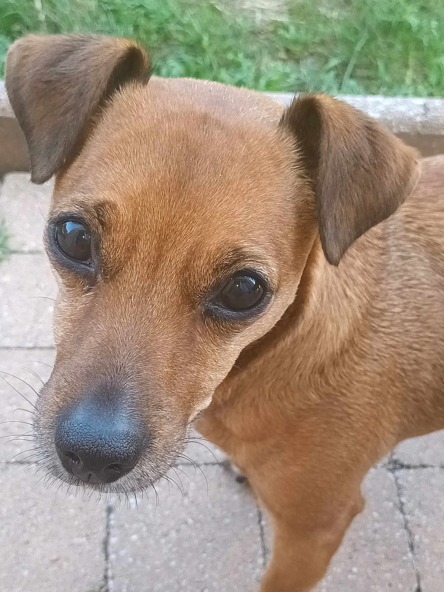 Mia a rejoint le concours — aidez-le/la à gagner de superbes lots ! dog, brown_dog, close_up, outdoor, pet, animal, ears, face, fur, grass, pathway, curious, canine, snout, whiskers, black_nose, expression, portrait, nature, daylight