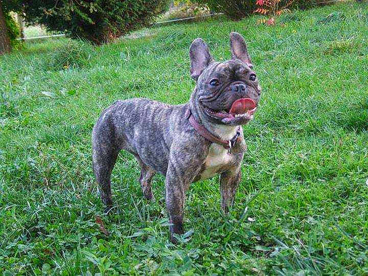 Julie