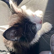Mr Meow is registered to the contest to win money with this photo: cat, kitten, black_and_white, whiskers, fur, close_up, portrait, pet, cute, ear, nose, paw, sunlight, shadow, car_interior, seat, seatbelt, water_bottle, travel, looking_up