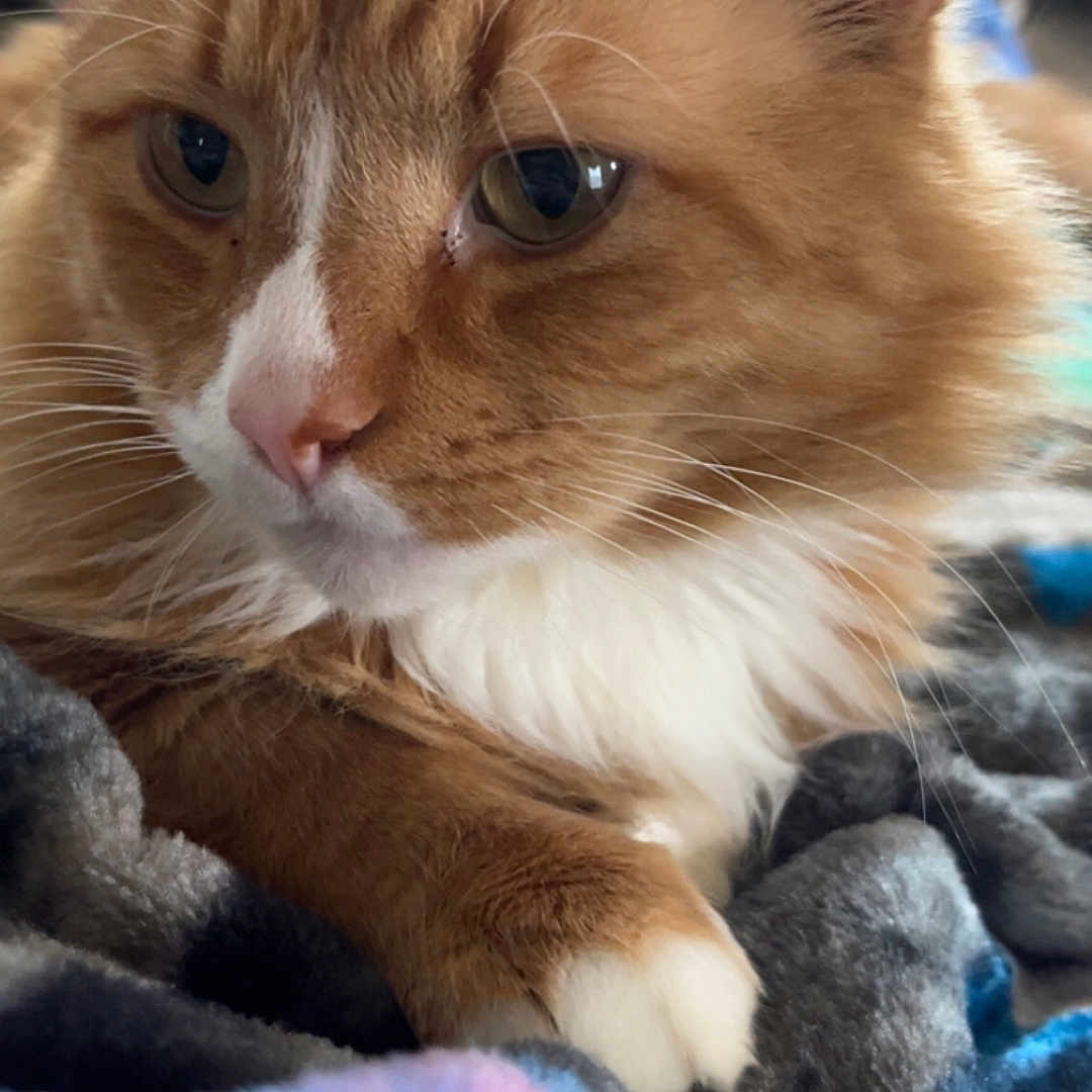 Baxter joined the competition — help win amazing prizes! abyssinian, animal, blanket, cat, couch, face, furniture, head, homedecor, kitten, laundry, linen, manx, person, pet, quilt, siamese, sleeping, towel, wood