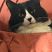 Phil Pawllins joined the competition — help win amazing prizes! cat, tuxedo_cat, black_and_white, whiskers, fur, blanket, cozy, indoor, pet, close_up, face, eyes, ears, resting, cute, snuggling, comfort, soft, relaxing, feline