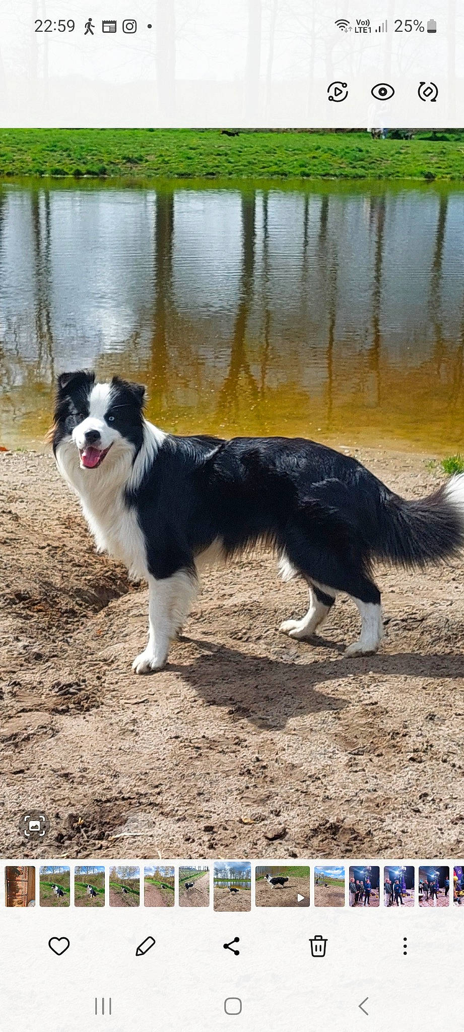 Paco a rejoint le concours — aidez-le/la à gagner de superbes lots ! bog, border_collie, canidae, carnivore, companion_dog, dog, dog_breed, herding_dog, lake, marsh, plant, reservoir, sporting_group, tail, terrestrial_animal, tidal_marsh, water, wetland, working_animal, working_dog