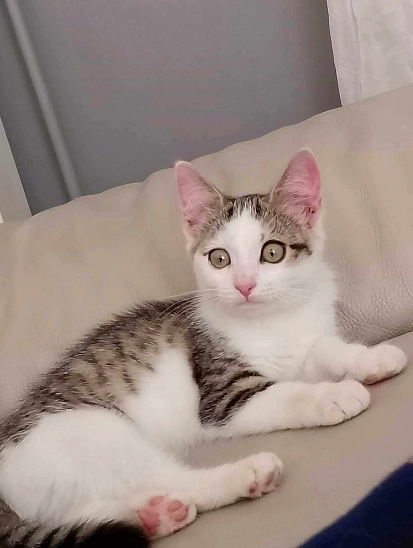 Savanah a rejoint le concours — aidez-le/la à gagner de superbes lots ! kitten, cat, tabby, white_cat, pet, animal, cute, indoor, feline, relaxed, alert, pink_nose, pink_paws, leather_couch, beige, fur, whiskers, ears, young_cat, domestic_cat