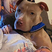 Supreme joined the competition — help win amazing prizes! affectionate, animal, brown_dog, casual_clothing, close_up, comfort, companion, cozy, dog, domestic, hand, indoor, patterned_curtain, person, pet, portrait, relaxed, seated, shirt, textile