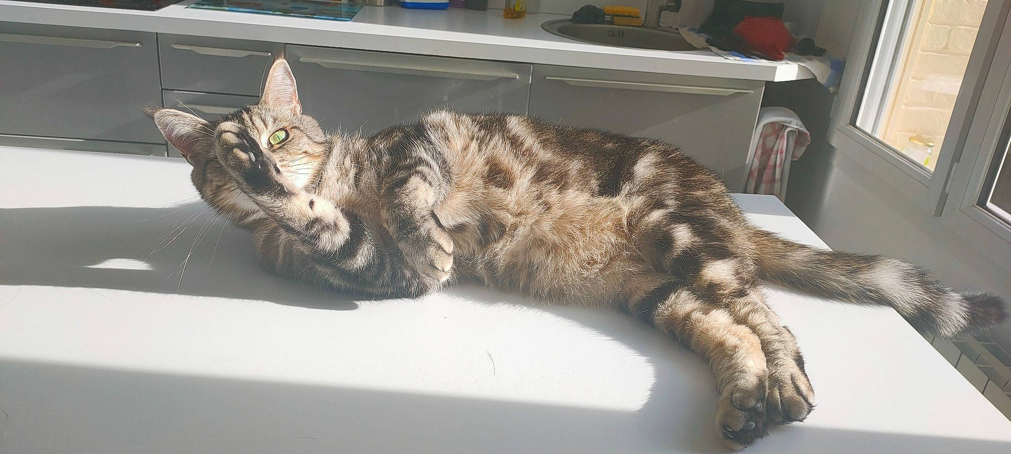 Tomi a rejoint le concours — aidez-le/la à gagner de superbes lots ! carnivore, cat, claw, comfort, domestic_short_haired_cat, felidae, fur, nap, paw, sleep, small_to_medium_sized_cats, snout, tail, terrestrial_animal, whiskers