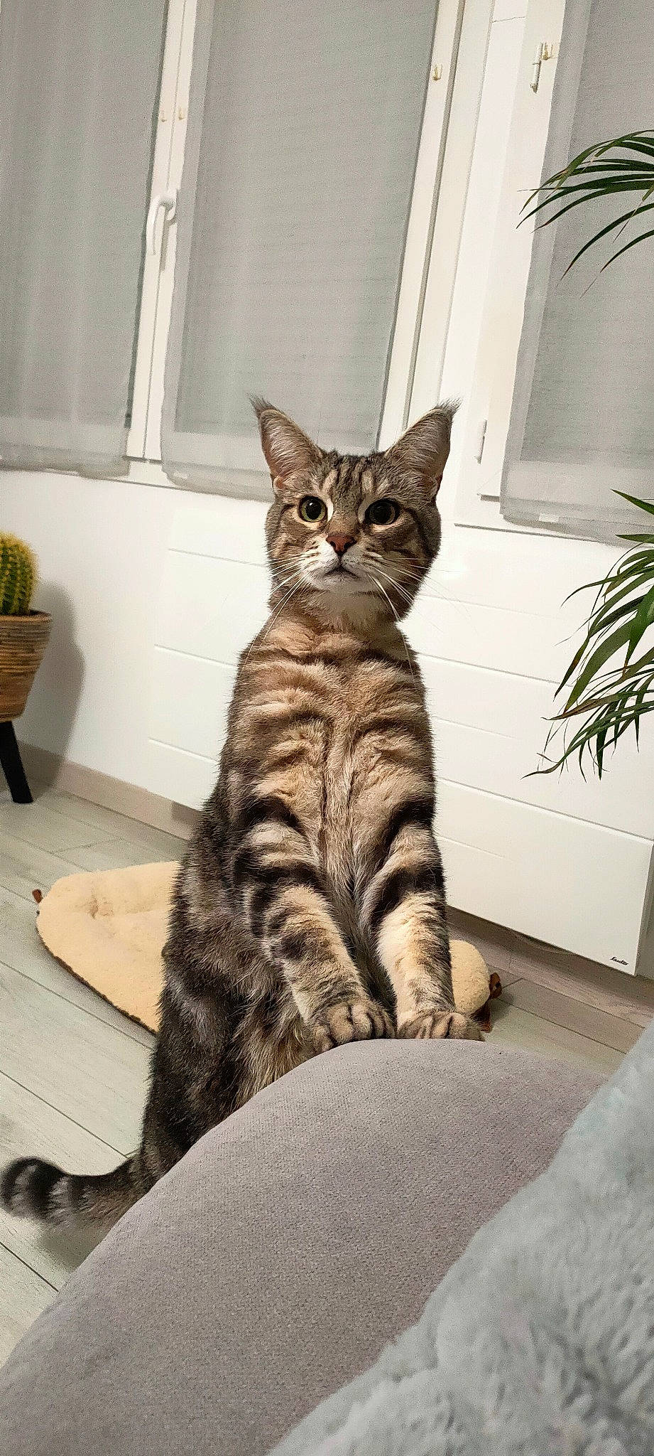 Tomi a rejoint le concours — aidez-le/la à gagner de superbes lots ! carnivore, cat, comfort, domestic_short_haired_cat, door, felidae, flooring, flowerpot, fur, grey, houseplant, paw, plant, sitting, small_to_medium_sized_cats, snout, tail, terrestrial_animal, whiskers, window