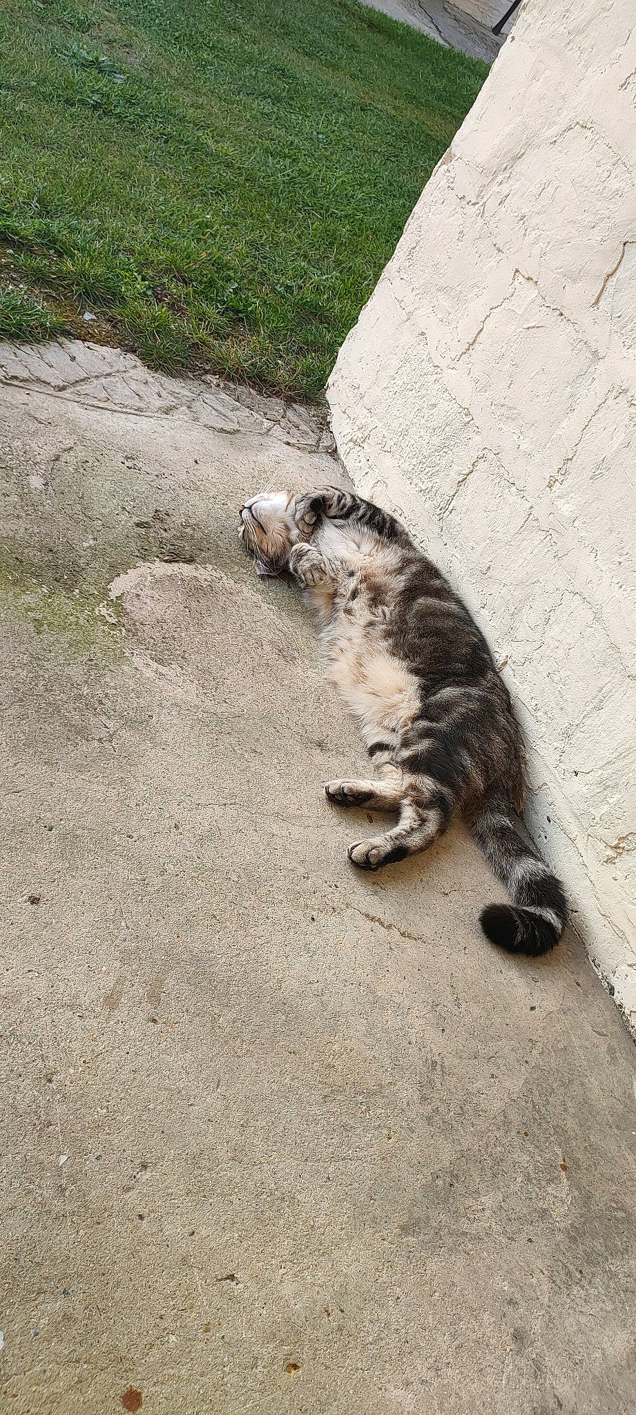 Tomi participe au concours pour gagner de l'argent avec cette photo : asphalt, canidae, carnivore, cat, claw, dog_breed, domestic_short_haired_cat, felidae, fur, grass, paw, road_surface, shadow, sidewalk, small_to_medium_sized_cats, soil, sporting_group, tail, terrestrial_animal, whiskers
