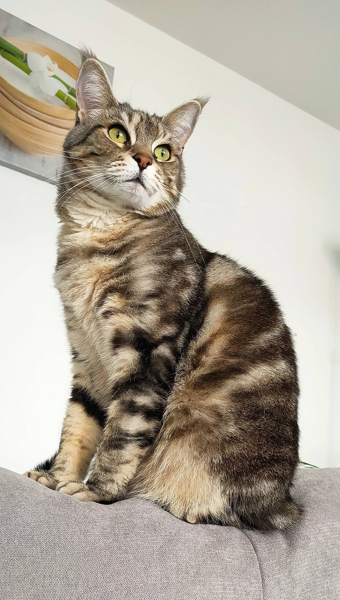 Tomi a rejoint le concours — aidez-le/la à gagner de superbes lots ! art, carnivore, cat, claw, domestic_short_haired_cat, drawing, felidae, fur, illustration, iris, paint, painting, paw, sitting, small_to_medium_sized_cats, snout, tail, terrestrial_animal, whiskers, wildlife