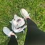 dog, white_dog, black_spots, grass, outdoor, person, legs, white_shoes, black_leggings, looking_up, playful, pet, canine, summer, daylight, cute, animal, companion, walking, casual