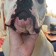 Atlas joined the competition — help win amazing prizes! animal, black_spots, blurred_background, brown_eyes, canine, close_up, dog, face, friendly, furniture, gentle, hand, house, indoor, looking, muzzle, pet, portrait, snout, white_dog