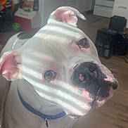 Atlas is registered to the contest to win money with this photo: dog, white_dog, indoor, kitchen, sunlight, shadow, blue_collar, pet, curious, floor, appliance, box, cabinet, wooden_floor, head, ears, nostrils, whiskers, domestic_animal, spot