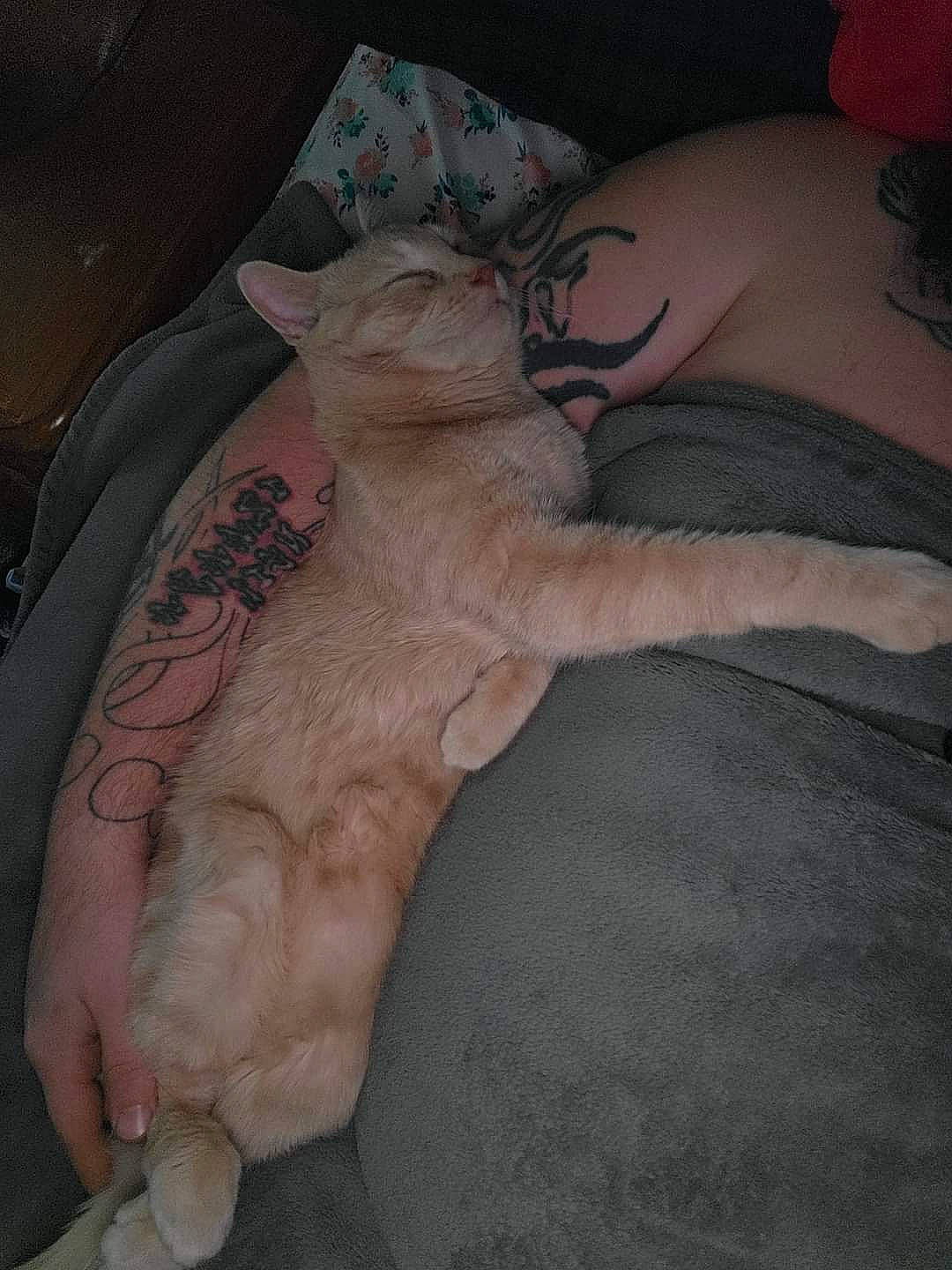 Josie is registered to the contest to win money with this photo: abdomen, art, carnivore, cat, comfort, fawn, felidae, finger, foot, fur, gesture, human_leg, nail, paw, small_to_medium_sized_cats, tail, thumb, trunk, whiskers, wrist