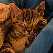 Barry a rejoint le concours — aidez-le/la à gagner de superbes lots ! kitten, tabby, sleeping, paw, closeup, fur, whiskers, blanket, blue_blanket, beige_blanket, cozy, cute, pet, animal, resting, indoor, soft, young_cat, nap, peaceful