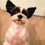 Mozart participe au concours pour gagner de l'argent avec cette photo : dog, small_dog, black_and_white, fluffy_ears, pet, indoor, wooden_floor, cute, looking_up, animal, companion, fur, mammal, domestic_animal, adorable, friendly, face, whiskers, portrait, expression