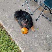 Chuchu is registered to the contest to win money with this photo: animal, ball, black_dog, chair, concrete, dog, fluffy, grass, happy, leisure, outdoor, patio, pet, playful, relaxed, resting, sidewalk, small_ball, summer, sunlight