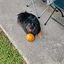 animal, ball, black_dog, chair, concrete, dog, fluffy, grass, happy, leisure, outdoor, patio, pet, playful, relaxed, resting, sidewalk, small_ball, summer, sunlight