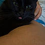 Mio participe au concours pour gagner de l'argent avec cette photo : black_cat, cat, pet, close_up, green_eyes, tongue_out, whiskers, fur, animal, domestic_cat, face, resting, human_arm, indoor, comfort, cute, feline, eyes, portrait, relaxation
