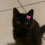 Mio a rejoint le concours — aidez-le/la à gagner de superbes lots ! black_cat, kitten, pet, animal, floor, tile, indoor, cute, small, sitting, fur, whiskers, ears, tail, looking_up, pink_bow, domestic_cat, young_cat, feline, shadow