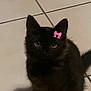 black_cat, kitten, pet, animal, floor, tile, indoor, cute, small, sitting, fur, whiskers, ears, tail, looking_up, pink_bow, domestic_cat, young_cat, feline, shadow
