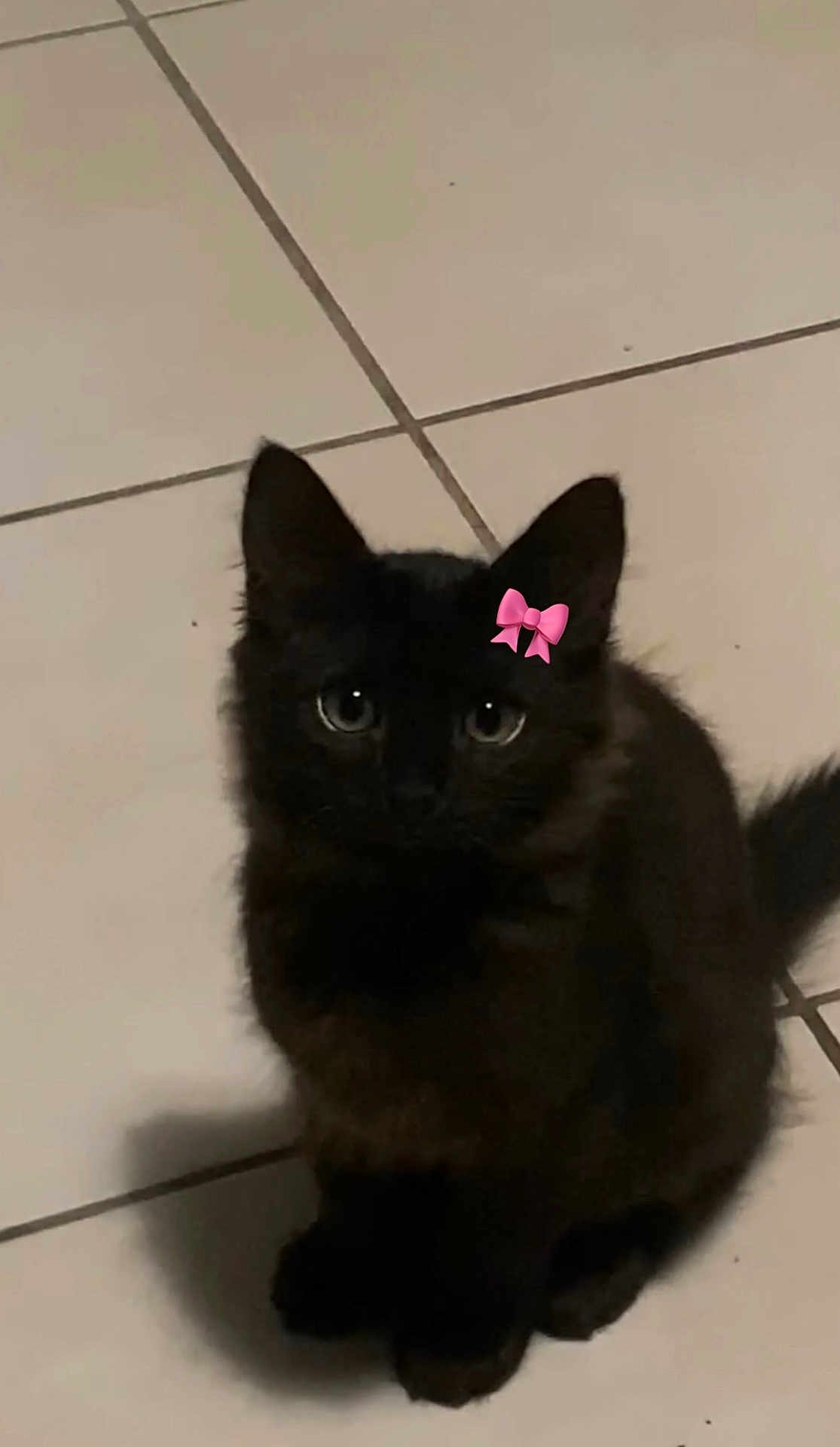 Mio a rejoint le concours — aidez-le/la à gagner de superbes lots ! black_cat, kitten, pet, animal, floor, tile, indoor, cute, small, sitting, fur, whiskers, ears, tail, looking_up, pink_bow, domestic_cat, young_cat, feline, shadow